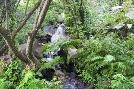 Waterfall in green forest 