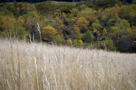 crop field in the moutains - autumnの写真素材