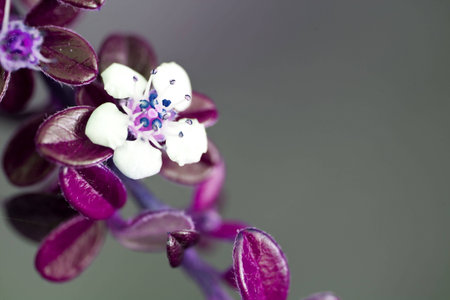 small pink flower in spring - selective focusの写真素材