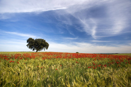 Poppie field spring landscapeの写真素材