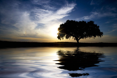 landscape with lonely tree with water reflexion in sunsetの写真素材