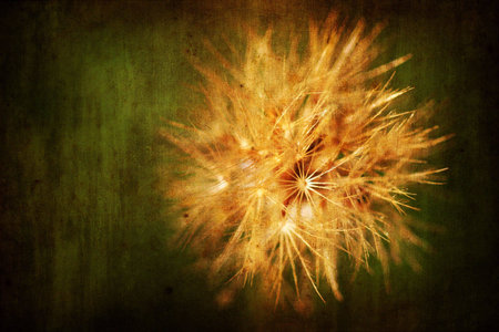 flower with aged grunge textureの写真素材