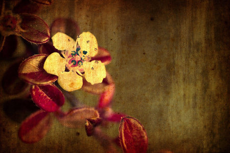 Grunge background with flower over old paper textureの写真素材