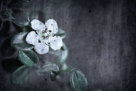 Grunge background with flower over old paper textureの写真素材