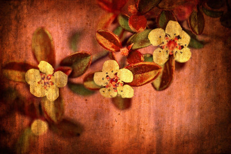 Grunge background with flower over old paper textureの写真素材
