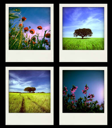 Set of four instant Nature and Spring Photos - All photos are owned by meの写真素材