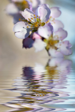 spring background with flower and water reflexion - portrait orientationの写真素材