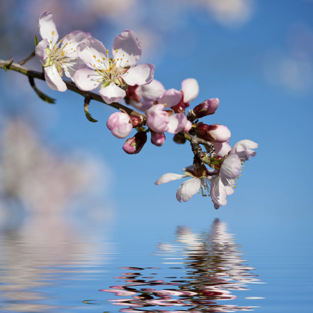 spring background with pink almond flower and water reflexion - square formatの写真素材