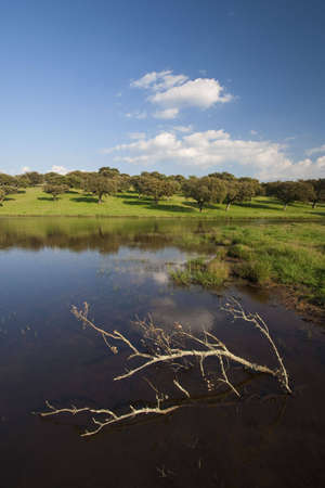 beautiful spring landscape with old tree in the lake - portrait orientationの写真素材
