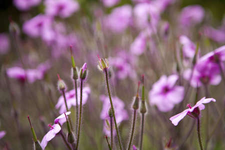 background with small pink flowers - shallow depth of field - landscape orientationの写真素材