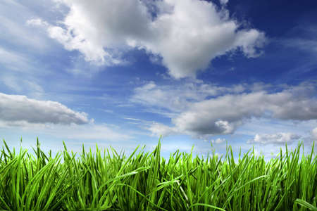 spring background with grass and sky - landscape orientationの写真素材