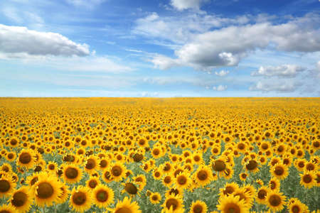 rural sunflower field with blue sky - landscape orientationの写真素材