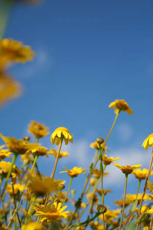yellow daisies and blue sky - low pov and shallow dept of fieldの写真素材