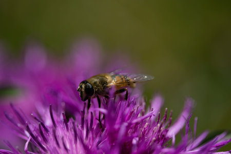 This nature picture with the title bee_2 was taken in Austria by Malou Hanisch.