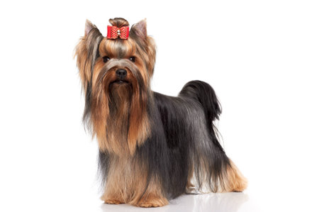 yorkshire terrierの写真素材