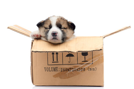 husky puppyの写真素材
