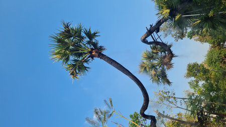 Palm trees in the park with blue sky and white clouds.