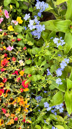 Flowerbed with colorful flowers in the garden, close-upの写真素材