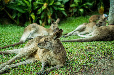 Kangaroos resting from scorching Australian heat の写真素材