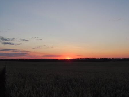 Summer, morning sunrise over the field of wheat. Sun rays on the spikes of grainの写真素材