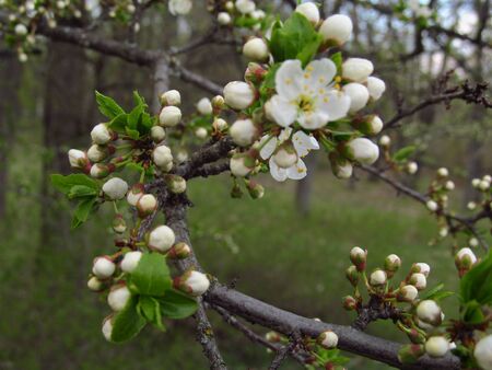Flowering tree in the gardenの写真素材