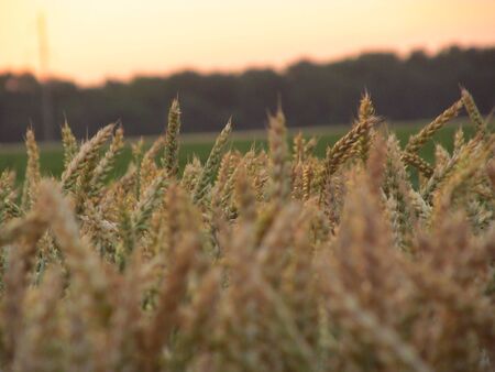 Spikes of wheat on the field. Wheat close-up. At the side of the sunset over the forestの写真素材