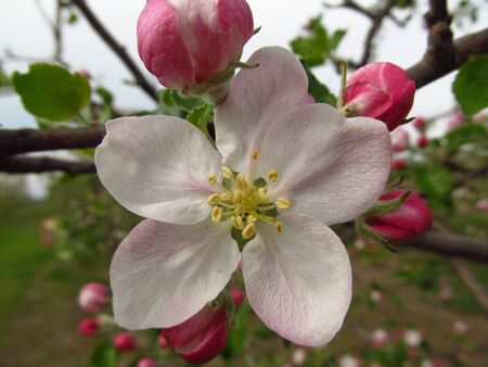 Apple flower, flowers on a tree, blossoming garden, sunny dayの写真素材