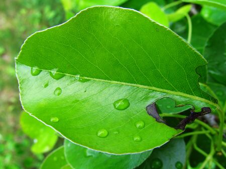 a drop of water on a green leaf, a snapshot of close, nature in magnified form, plants after the rain.の写真素材