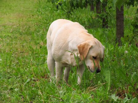 beautiful labrador is walking in the gardenの写真素材