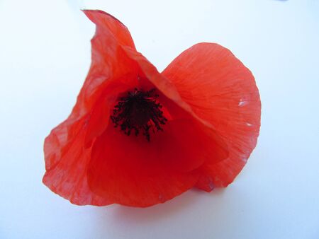 One red poppy isolated on white backgroundの写真素材