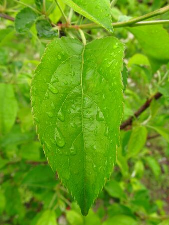 Drop of dew in morning on leaf with sun light after rainの写真素材