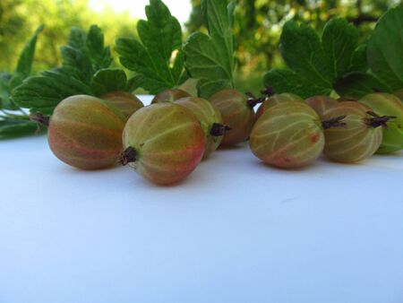 A rattled gooseberry is scattered on a white background in the gardenの写真素材