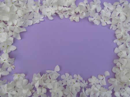 A square frame of hydrangea flower petals. Flat lying, top view layout. Frame of flowers. Violet backgroundの写真素材