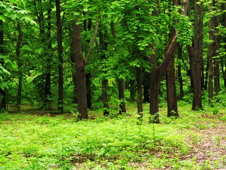 Forest, green background, plants, texture of trees of spring day.の写真素材