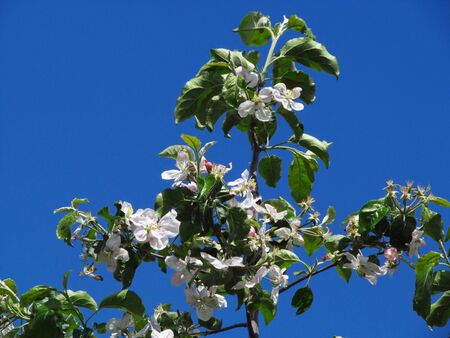 Beautiful spring, background nature, sky, nigilli flowers. Blue.の写真素材