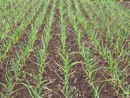 Young stalks of garlic. Green shoots in the spring field.の写真素材