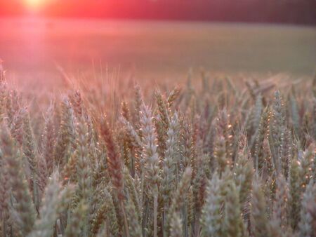 Landscape of the morning sunrise over the forest in a field with wheat spikes. Bright light of the sunの写真素材
