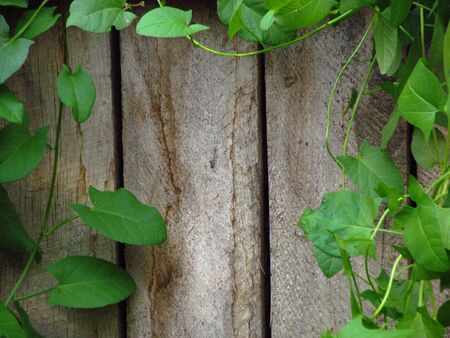Convolvulus growing on cracked aged wooden wall painted wood planks texture background backdropの写真素材