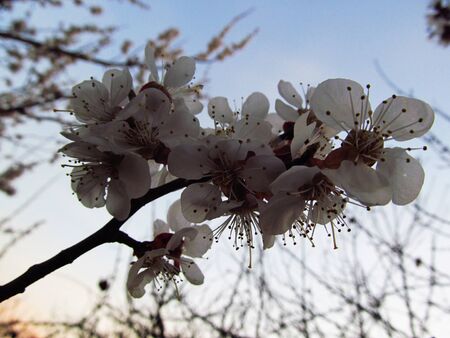 Apricot flower in spring in the gardenの写真素材