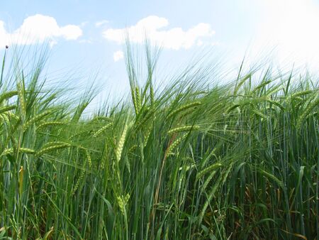 Barley grain is used for flour, barley bread, barley beer, some whiskeys, some vodkas, and animal fodder.の写真素材