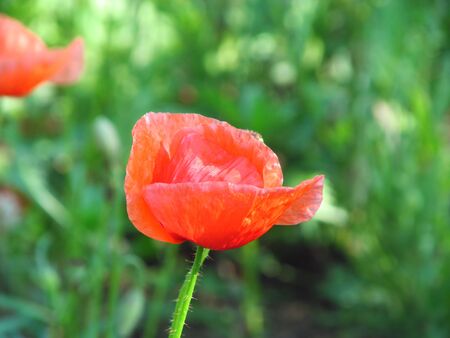 Red poppy flower close upの写真素材