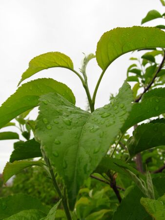 Drop of dew in morning on leaf with sun light after rainの写真素材