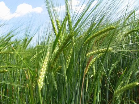 Barley grain is used for flour, barley bread, barley beer, some whiskeys, some vodkas, and animal fodder.の写真素材