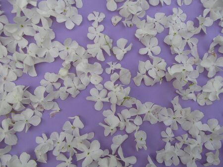 Beautiful hydrangea flowers petal. Flower petals on purple backgroundの写真素材