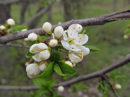 Flowering tree in the gardenの写真素材