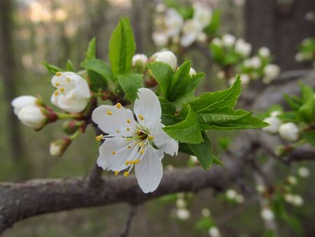 Flowering tree in the gardenの写真素材