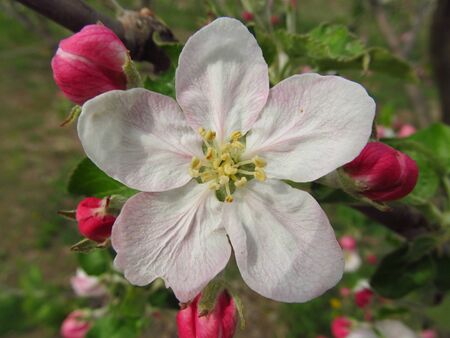 Apple flower, flowers on a tree, blossoming garden, sunny dayの写真素材