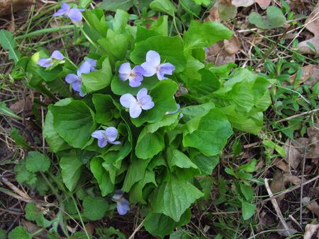 Viola sororia, known commonly as the common blue violetの写真素材