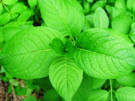 Broad-grass green grass. The background image of the plant in the forest.の写真素材