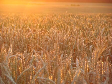 Spikes of wheat in bright rays of morning sun rays.の写真素材